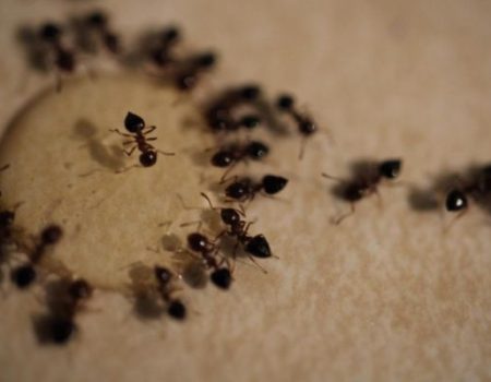 شركة مكافحة النمل شركة مكافحة النمل